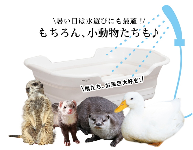❤かわいいペットに❣️格安❣️個別にもお譲ります☄️中古水槽☄️大・中大・中・小 楽天市場】【8/1日だけ！11％OFFクーポン配布】ペットベッド